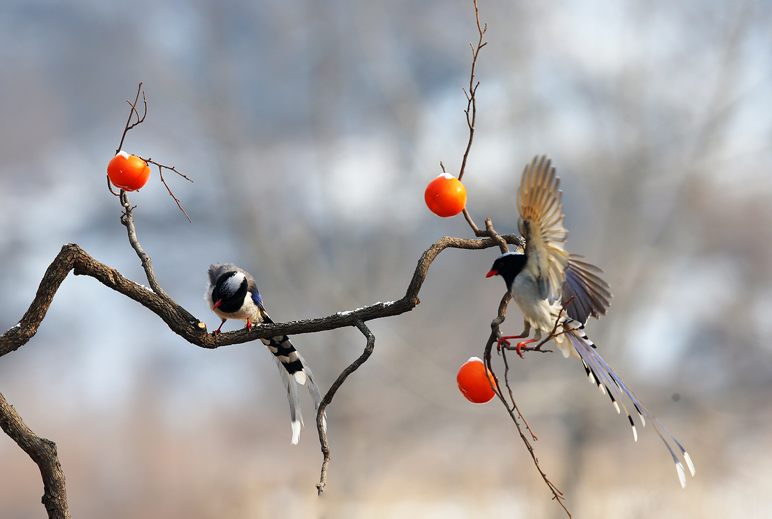 03 - ����.jpg