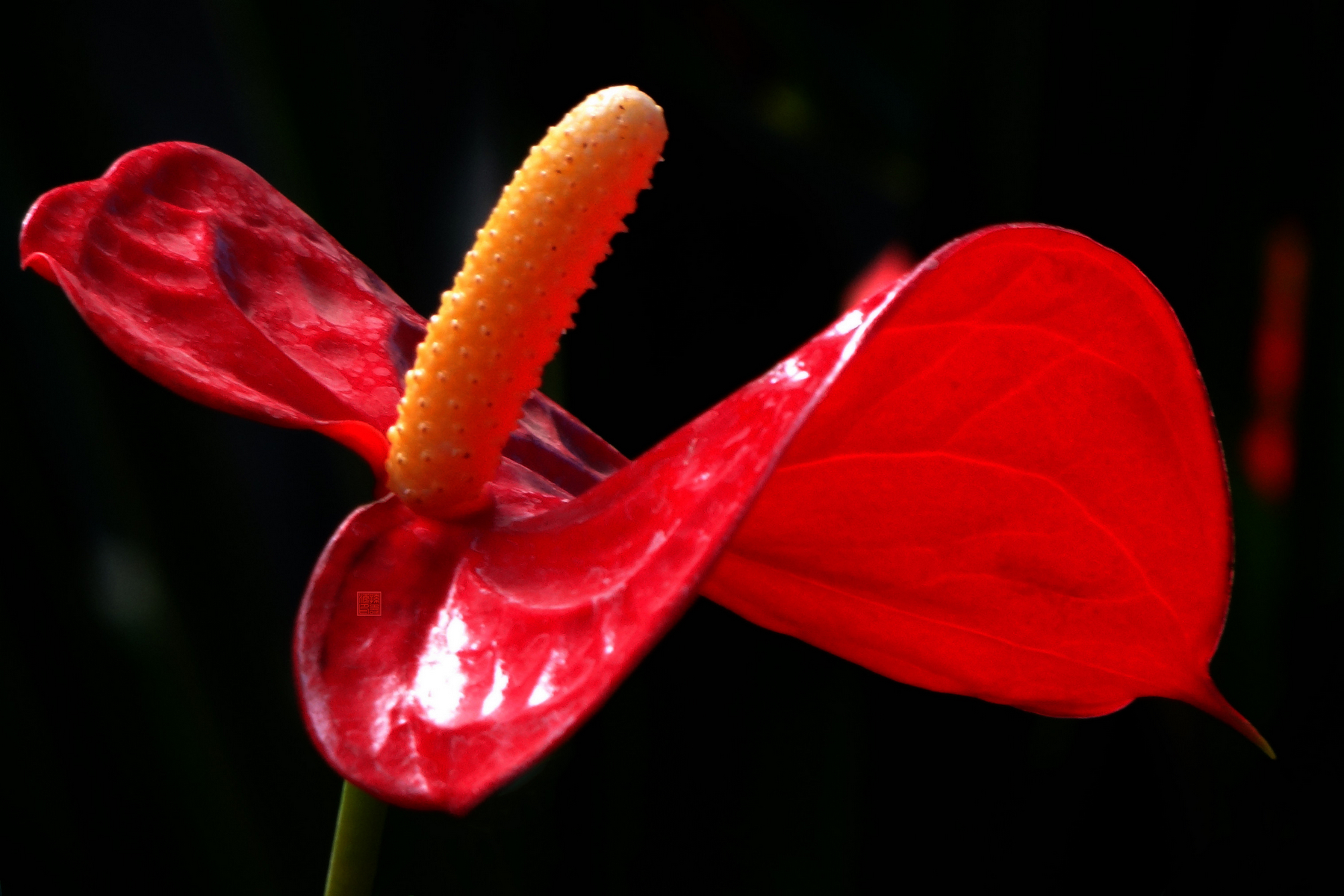 һƬ��Ҷ�� .jpg