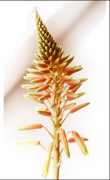 ��ת ��ת 2014��1��19����ѩ��������Ƭ ����042.jpg