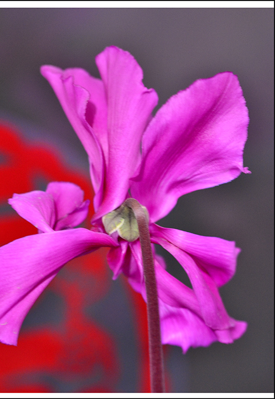 ��ת ��ת 2014��1��22��С����Ƭ ����1006.jpg