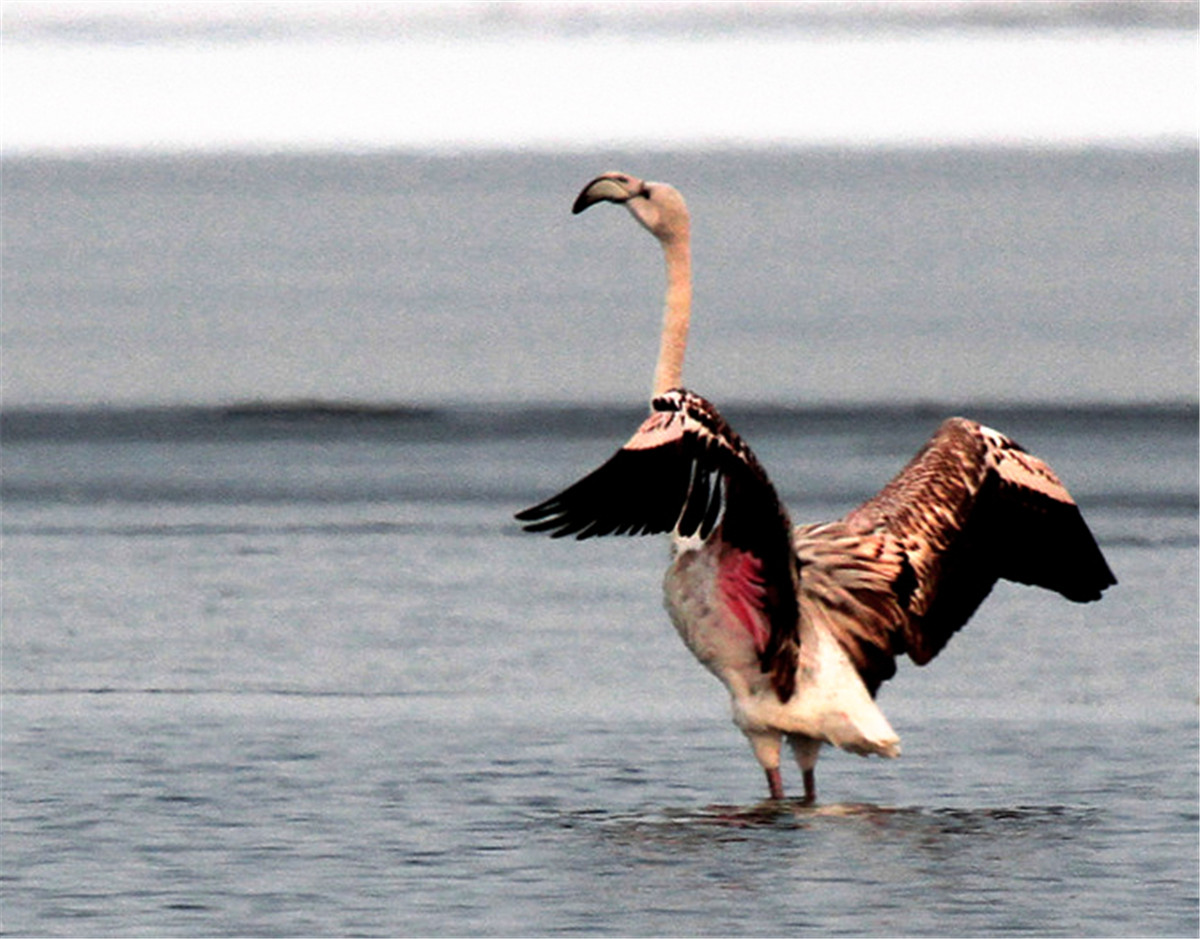 ������ (2).jpg