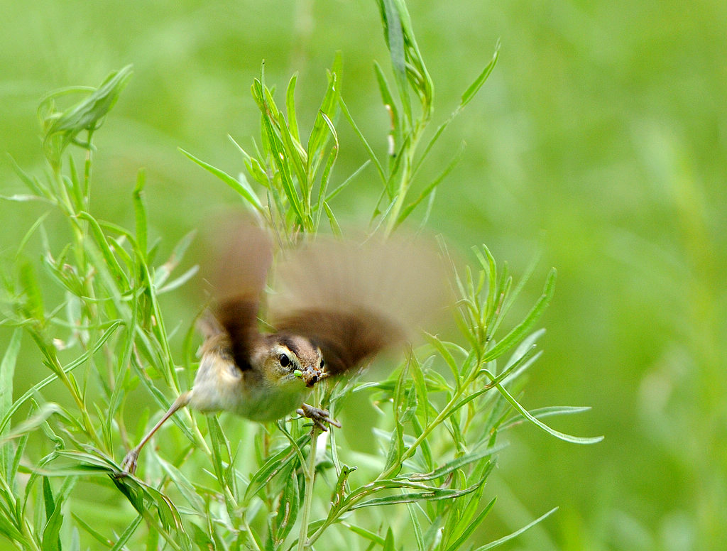 ��üέ��  222.jpg