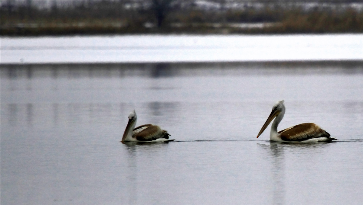 ������ (2).jpg