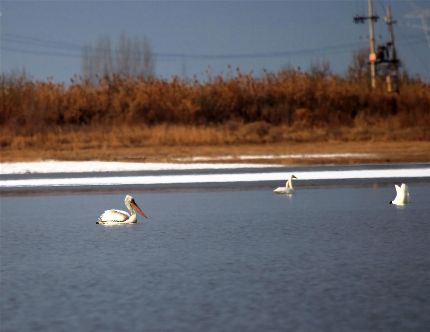 ��ɫ���� (1).jpg