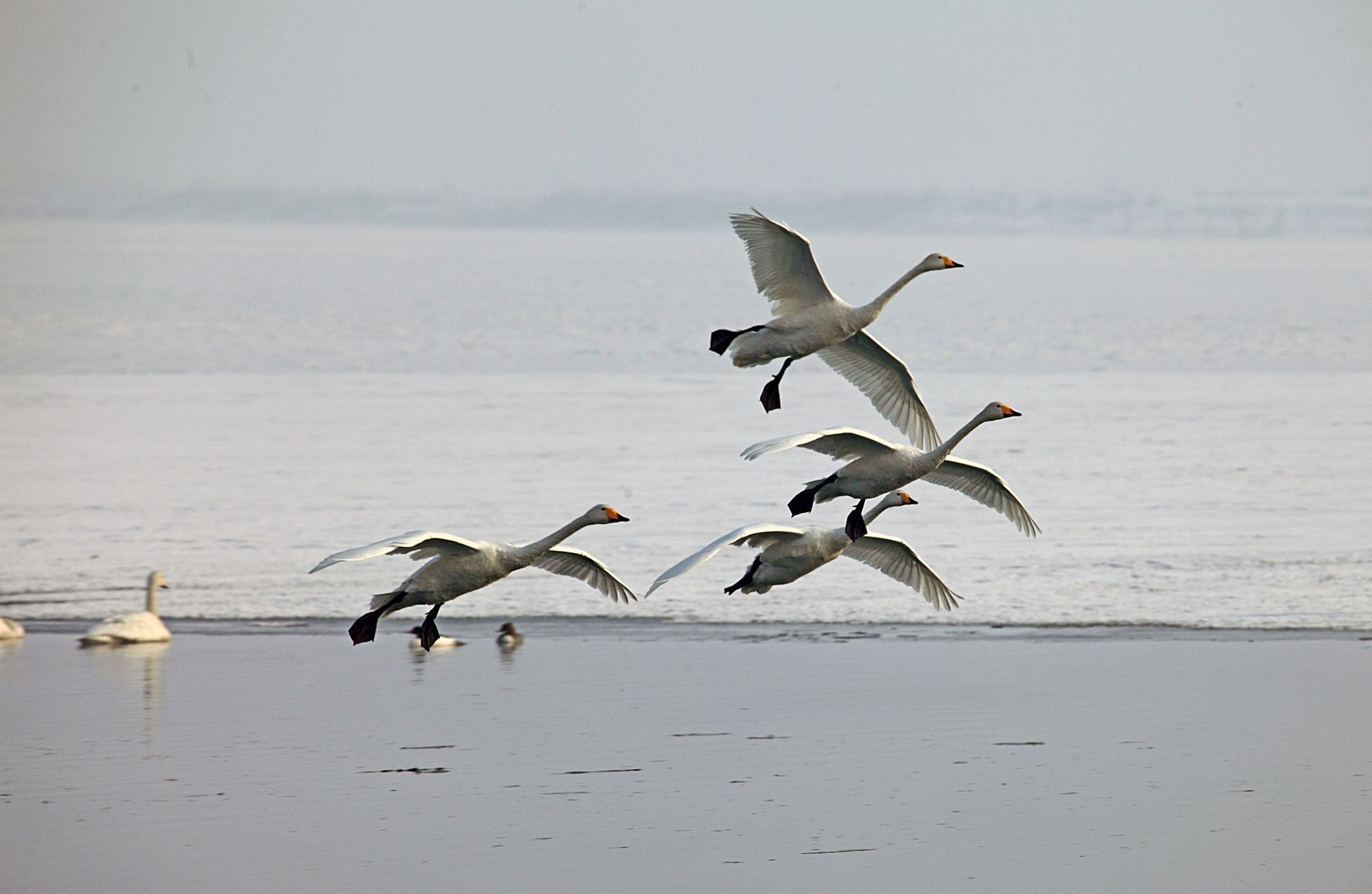 ʯ�������