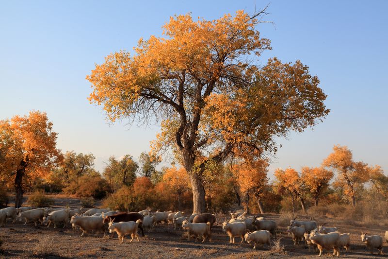 ������ɫ