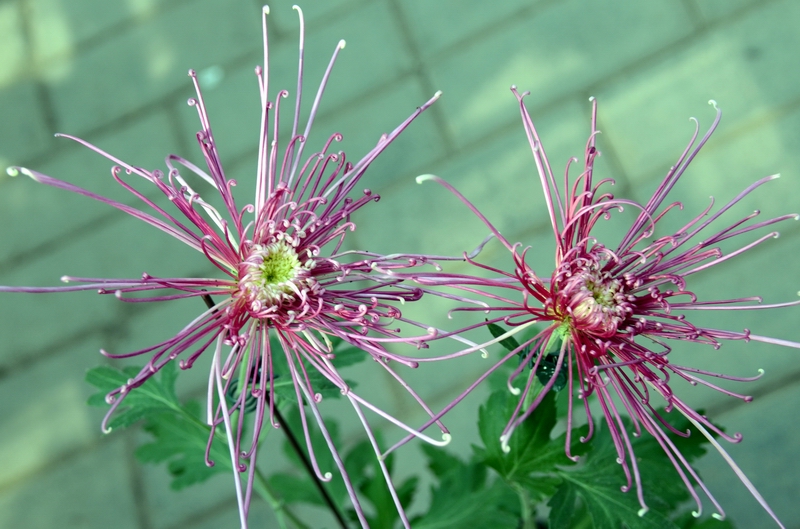 ����  ������