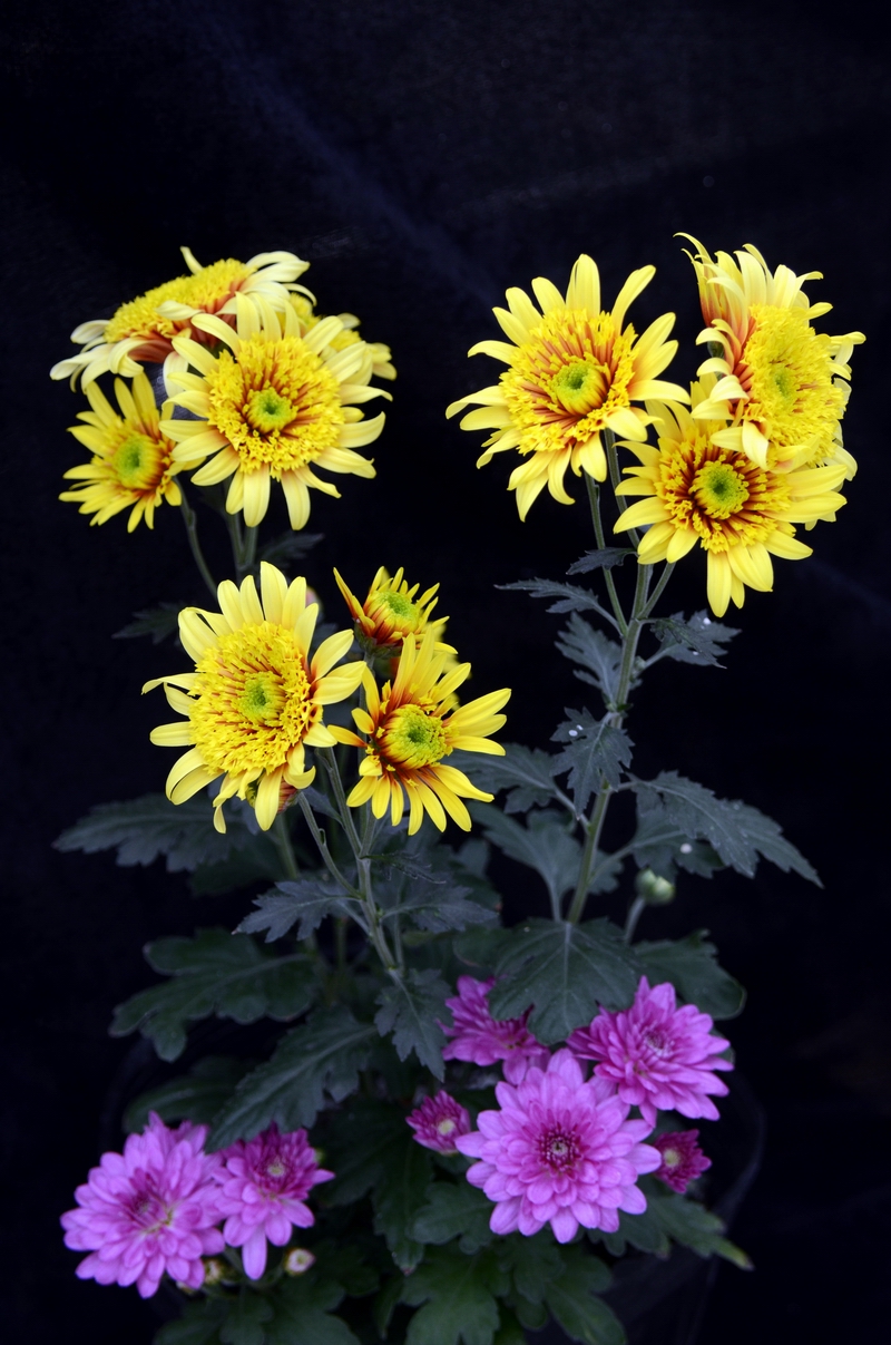 �ջ�  ������