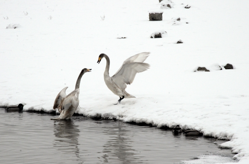 ���޶���  ������