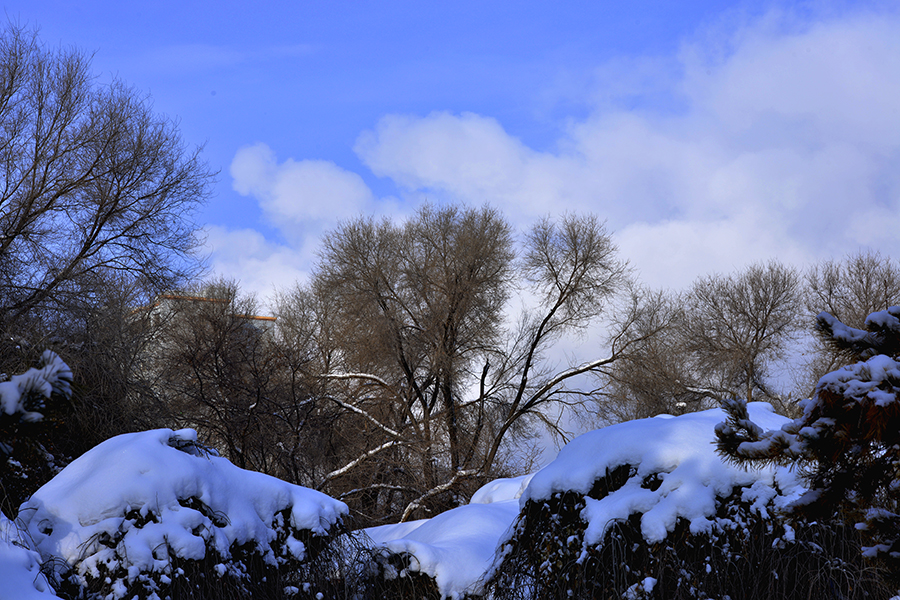 ��ѩ������֦ͷ