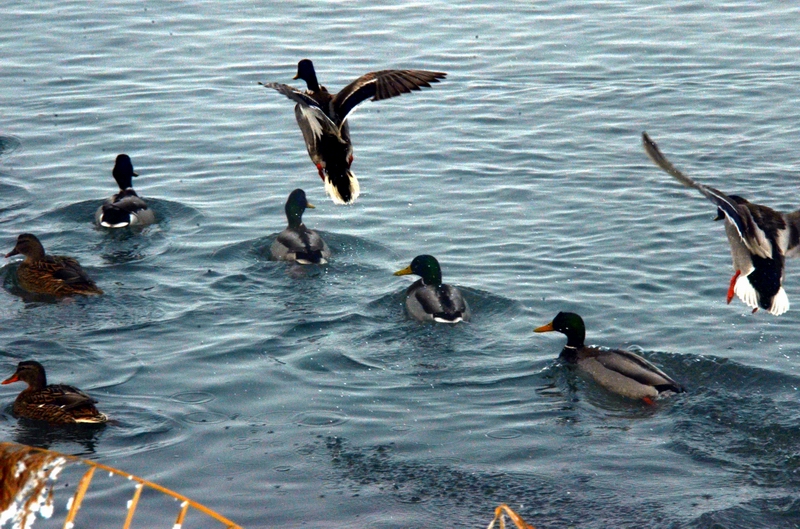 Ϸˮ  ������