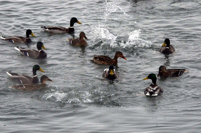 һ��Ϸˮ  ������