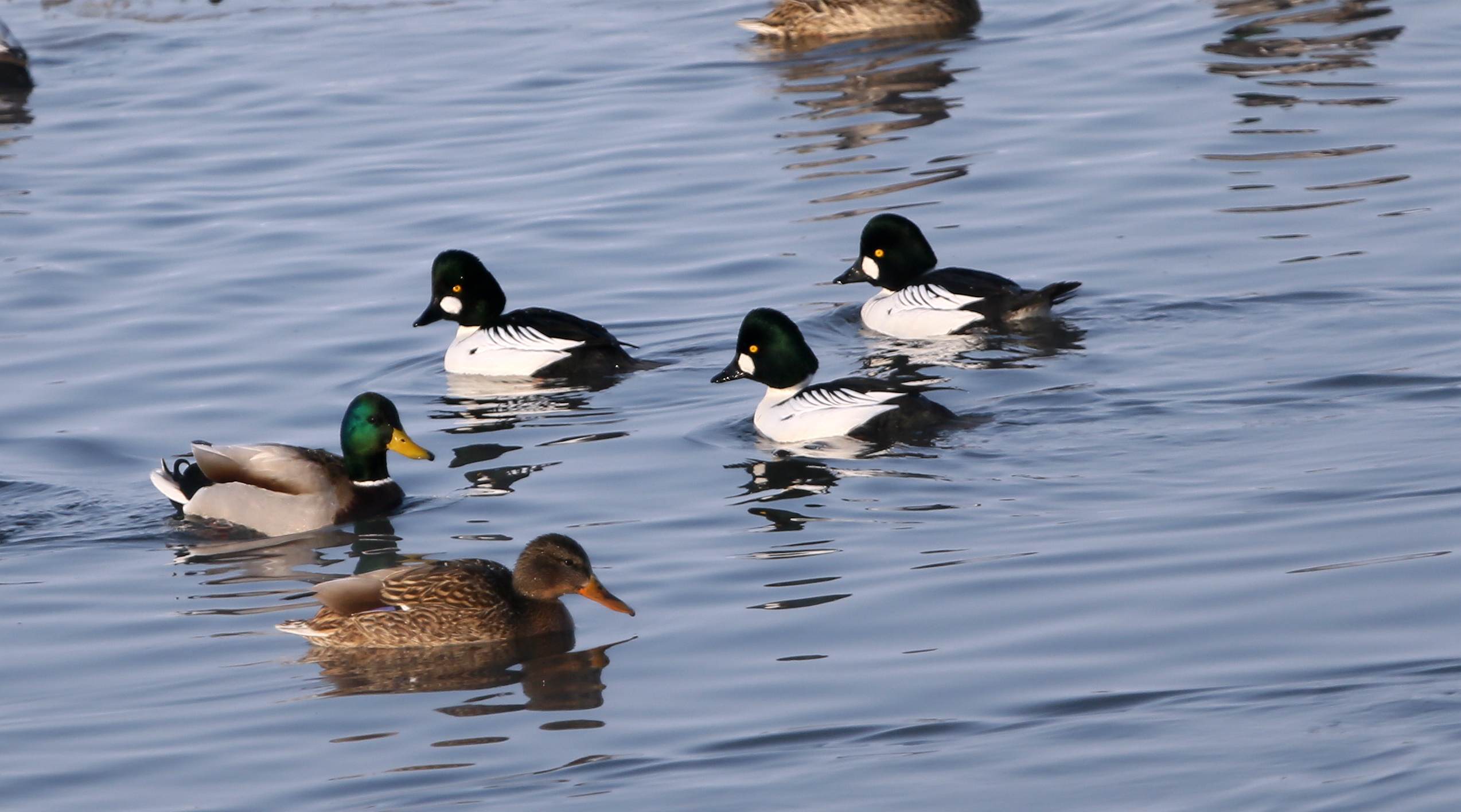 ʯ�����ѵ�һ���Ľ���ȵѼ (1).jpg