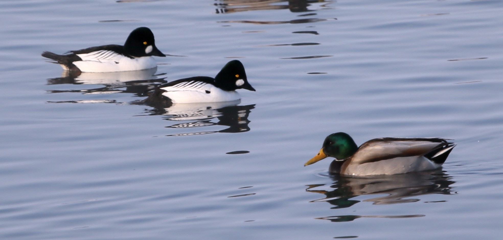 ʯ�����ѵ�һ���Ľ���ȵѼ (4).jpg