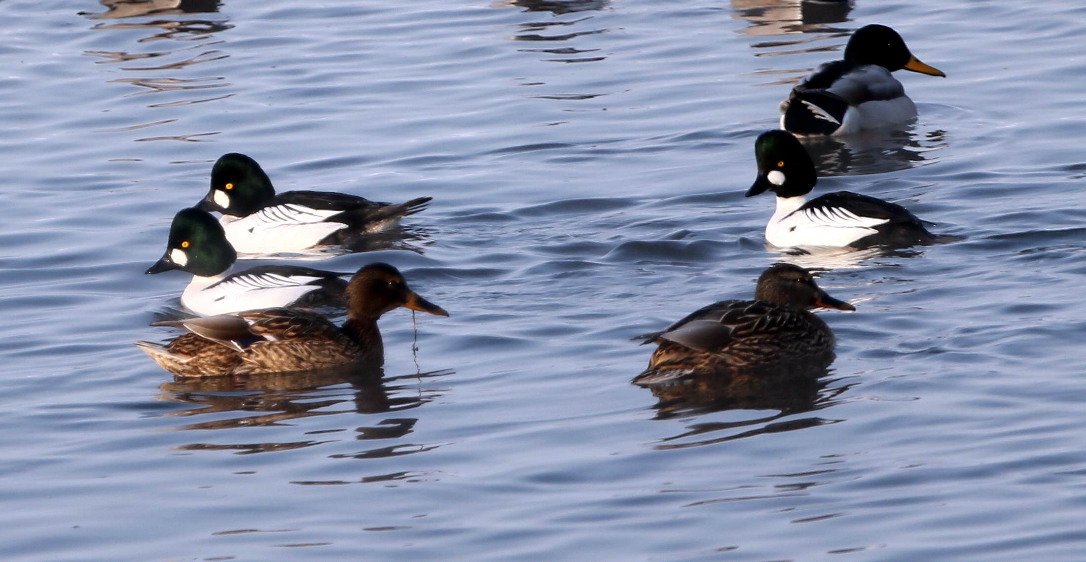 ʯ�����ѵ�һ���Ľ���ȵѼ (3).jpg