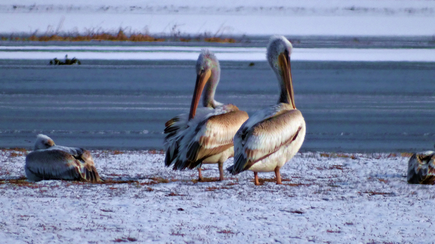 ���õ������᳤�����HX300 �ֳ�  (2).jpg