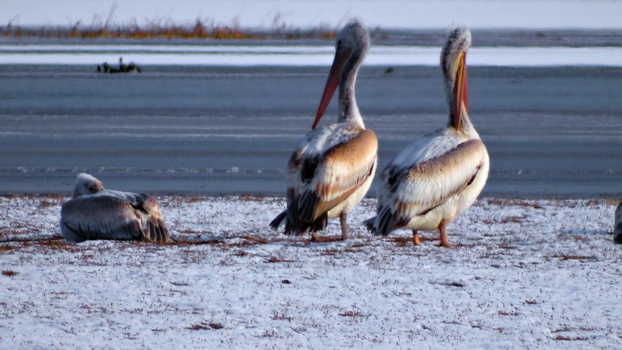 ���õ������᳤�����HX300 �ֳ�  (3).jpg