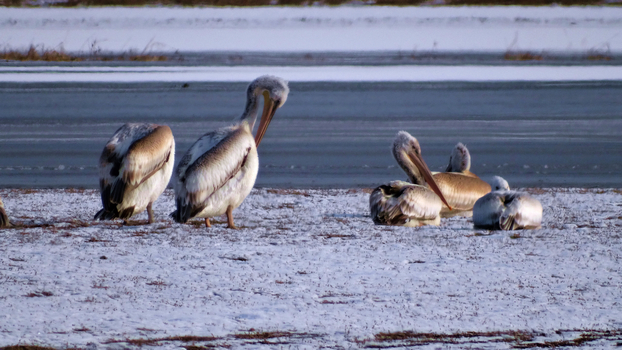 ���õ������᳤�����HX300 �ֳ�  (4).jpg