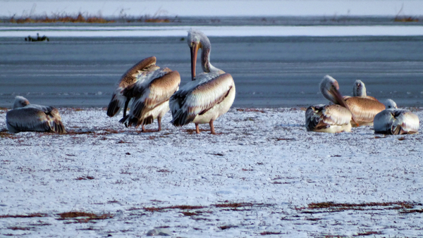 ���õ������᳤�����HX300 �ֳ�  (6).jpg