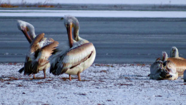 ���õ������᳤�����HX300 �ֳ�  (7).jpg