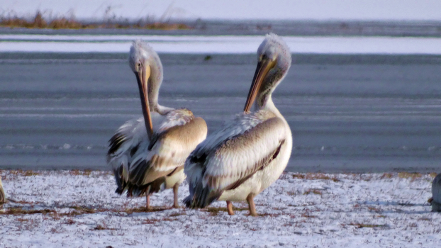 ���õ������᳤�����HX300 �ֳ�  (8).jpg