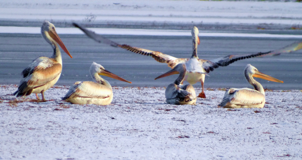 ���õ������᳤�����HX300 �ֳ�  (9).jpg