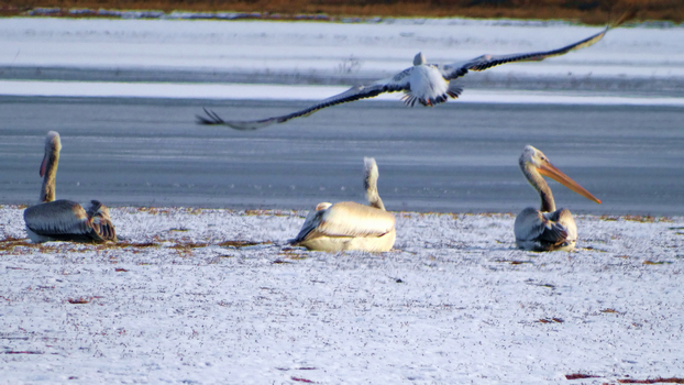 ���õ������᳤�����HX300 �ֳ�  (10).jpg