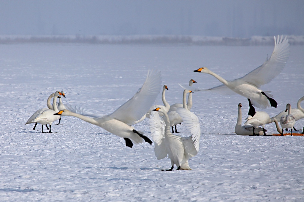 ��Ҫ����