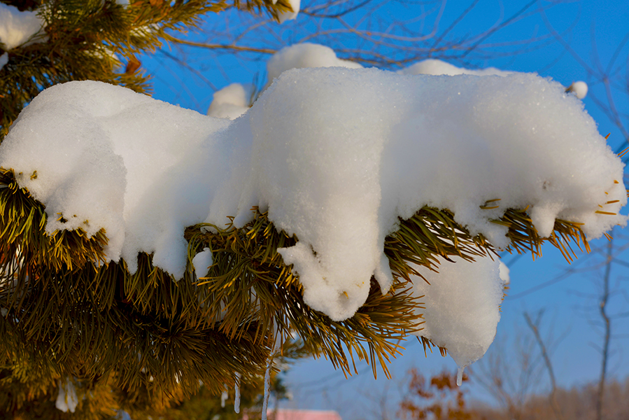 ��ѩ������ٻӰ