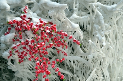 �칫   ����