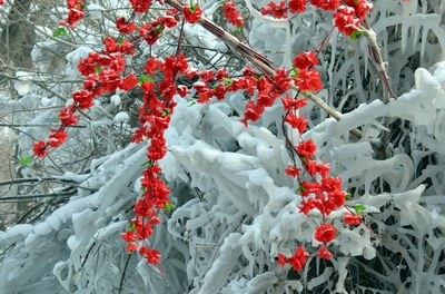 �칫   ������