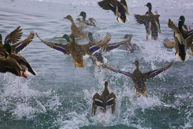 ҰѼ�躮����