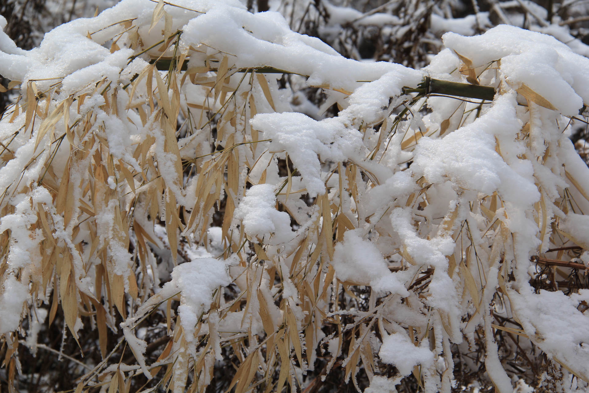 �绨ѩ�µ�����