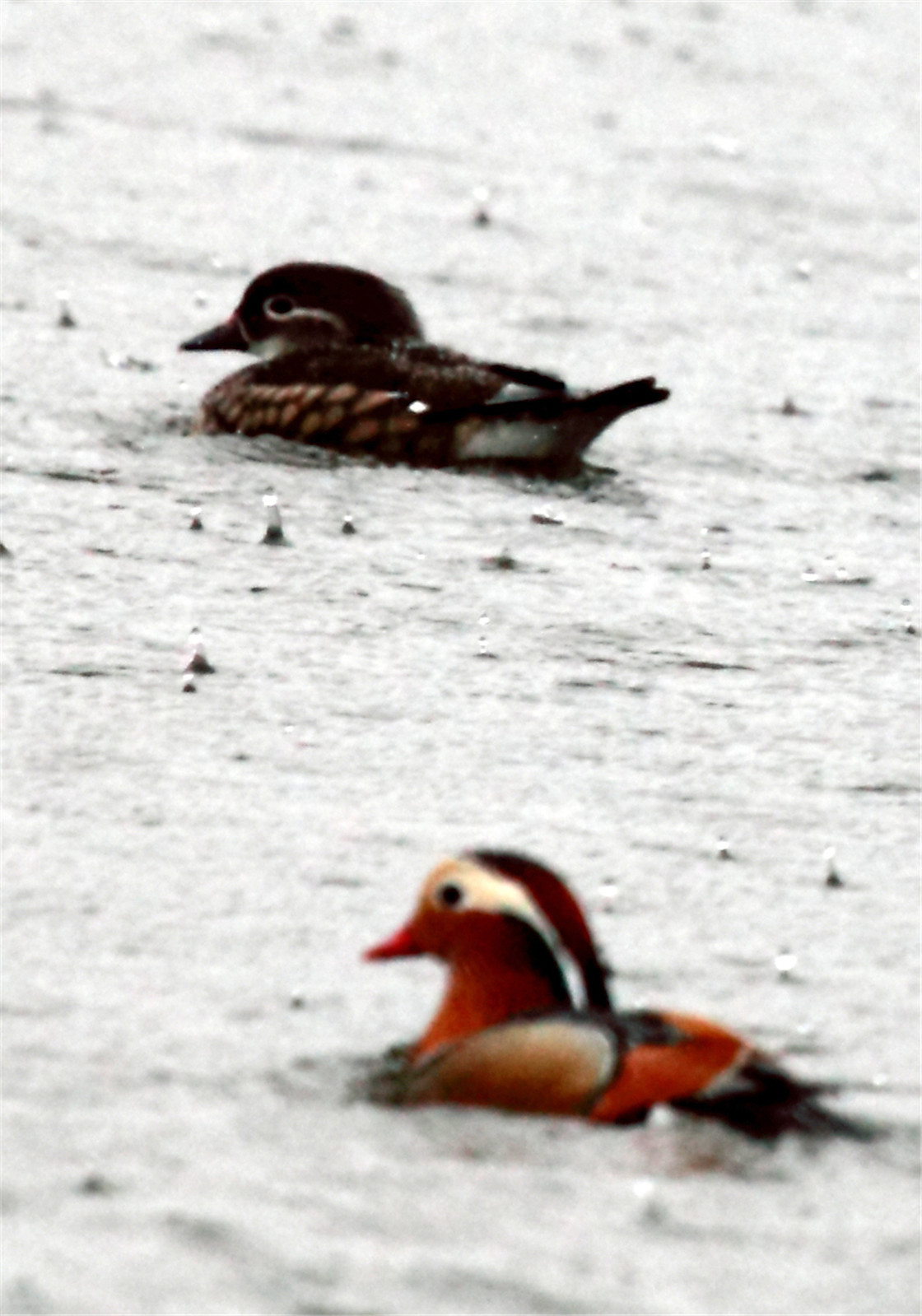 ��˫�ɶԵ�ԧ�� (6).jpg