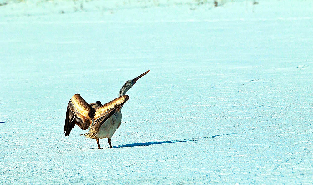 ���� _N8E2028.JPG