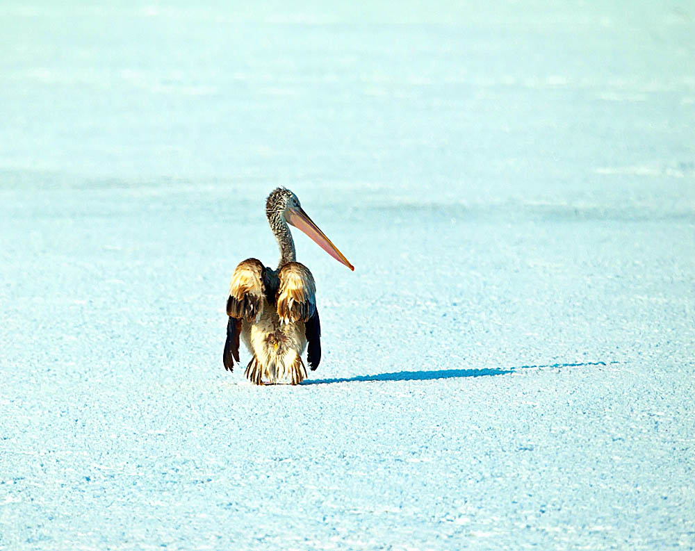 ���� _N8E1792.JPG