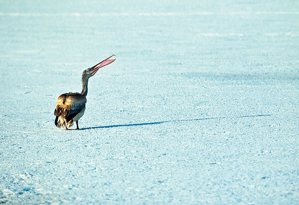 ���� _N8E1841.JPG