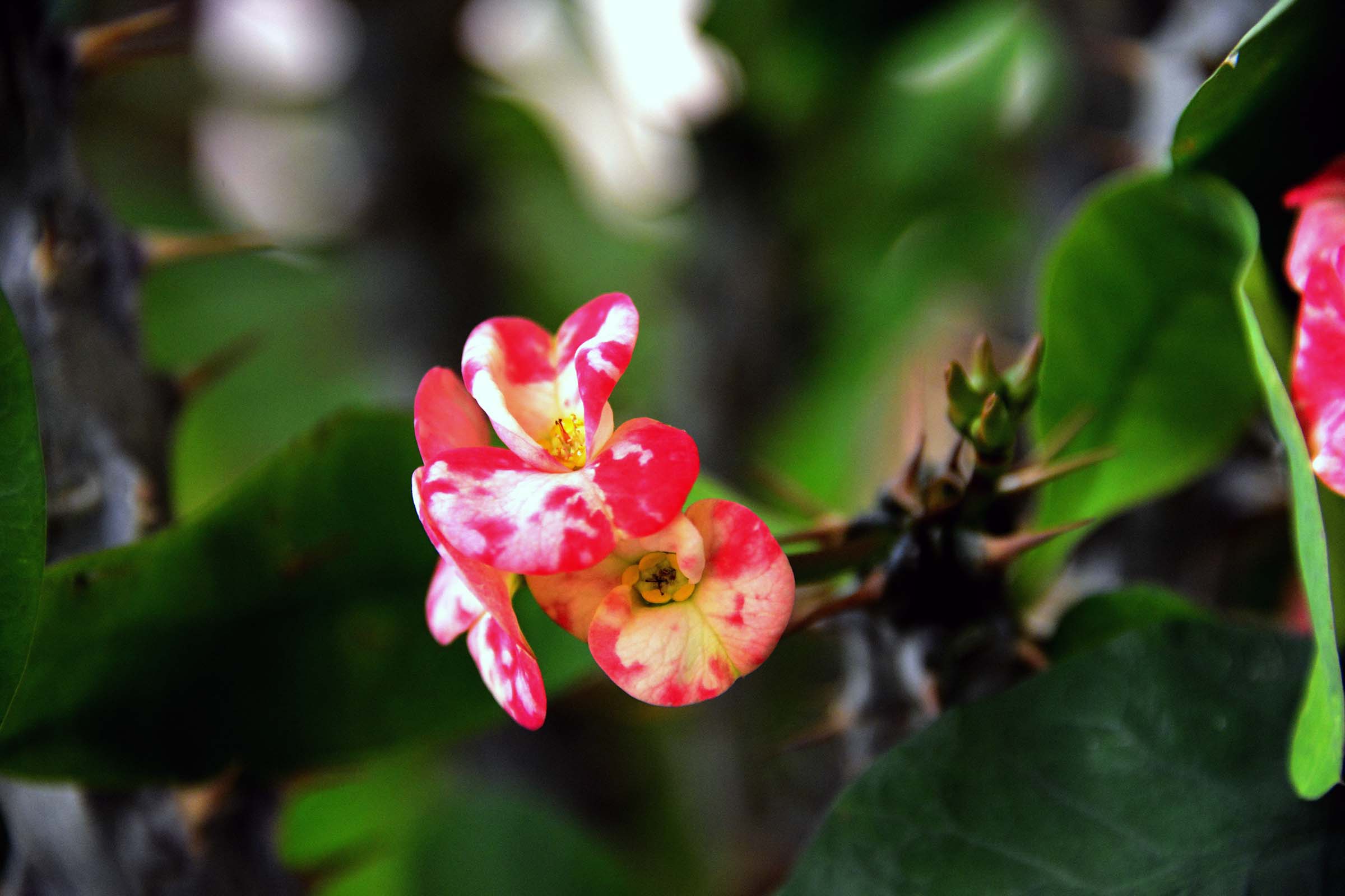 28300�Ծ�ͼƬ (3).jpg