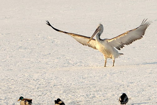 ���豱��������