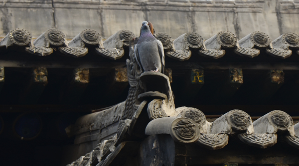 2014��3��7��ƽң��Ƭ ����05312.jpg