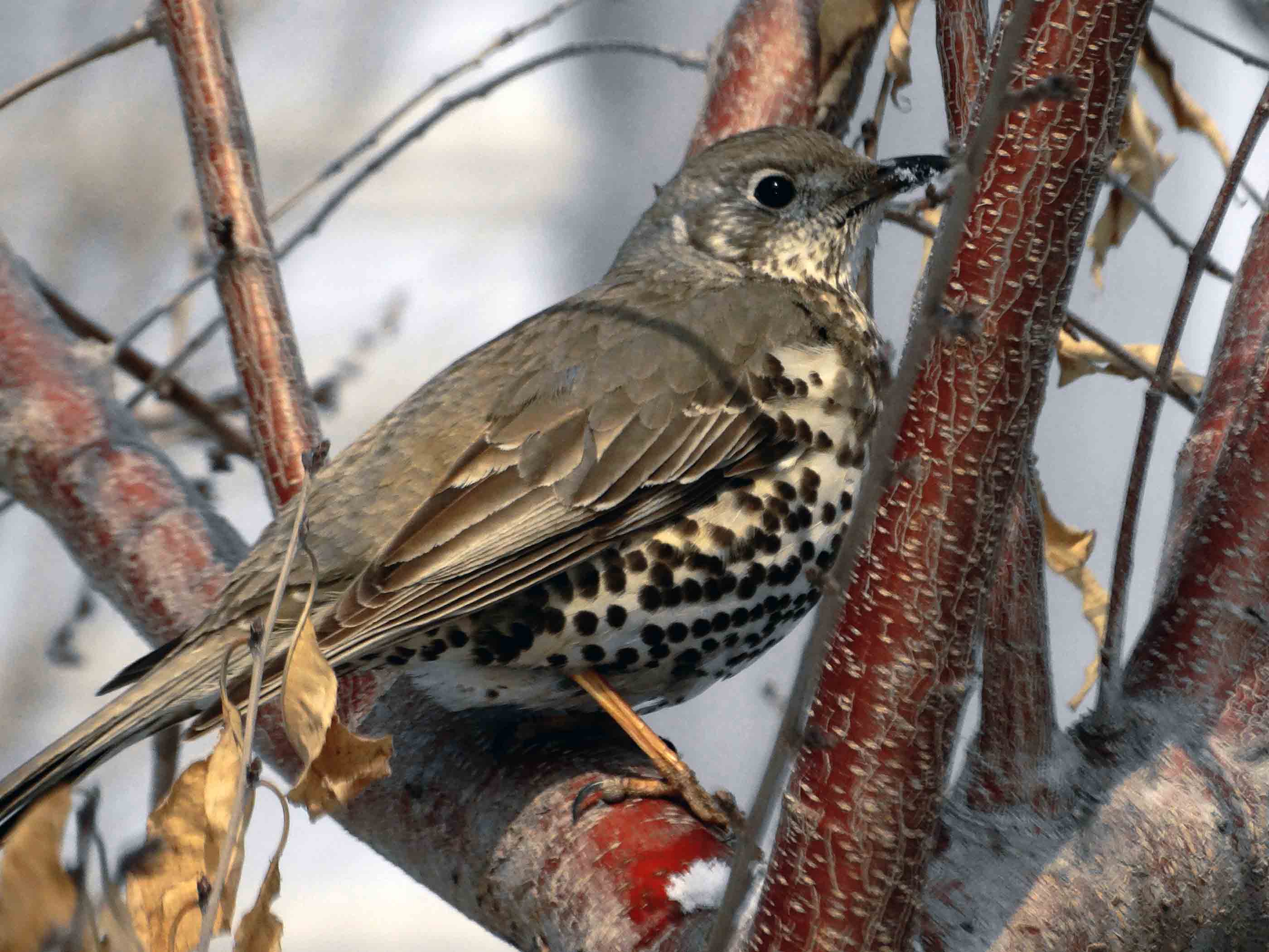 ��ƫ�񾵴��滤��Ч��ͼ (5).jpg