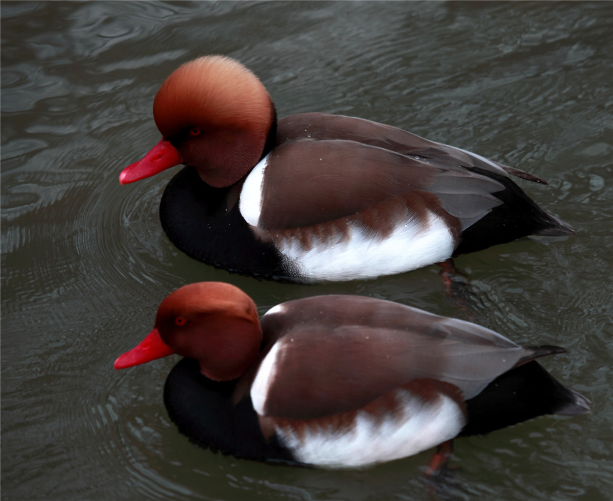 ��Ů˧�� (2).jpg