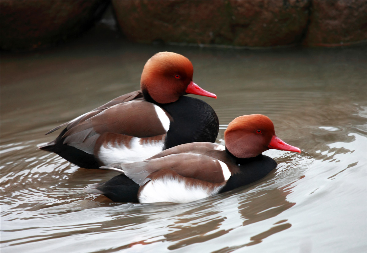 ��Ů˧�� (3).jpg