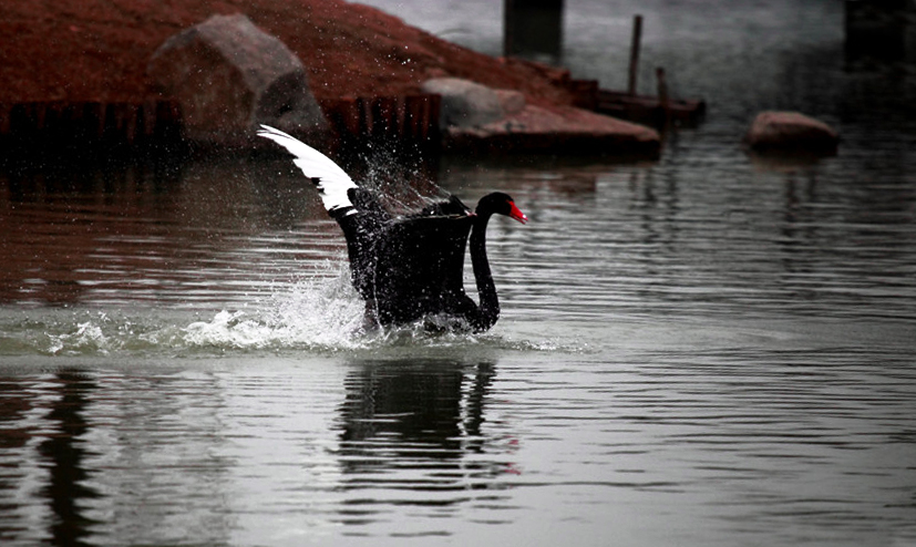 ˮ���赸 (2).jpg