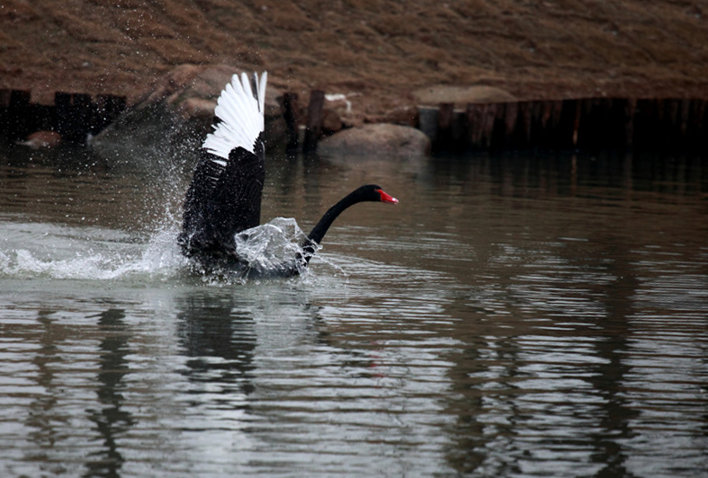 ˮ���赸 (3).jpg