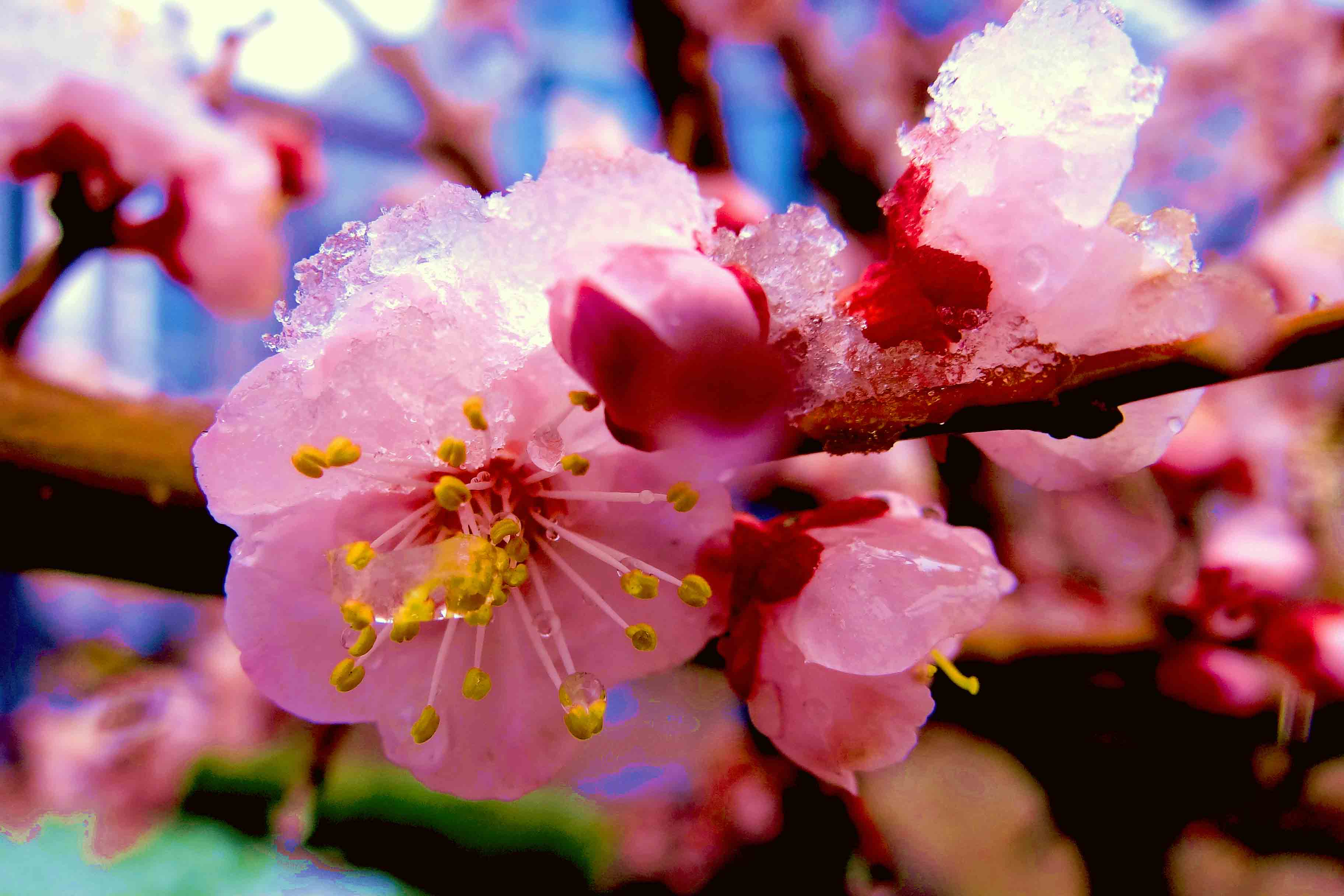 ��÷��ѩ (3).jpg