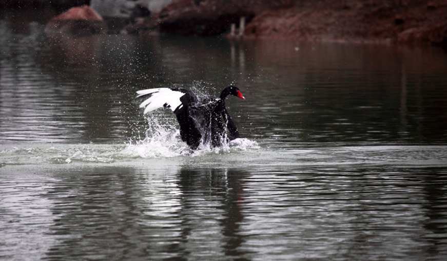 ˮ���赸 (1).jpg