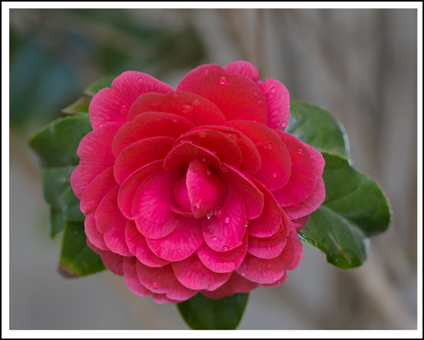 2014��3��20�ղ軨��Ƭ ����00712.jpg