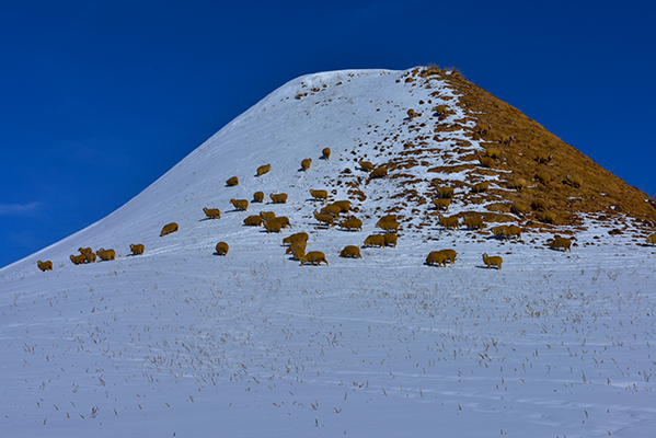 �������ɽ