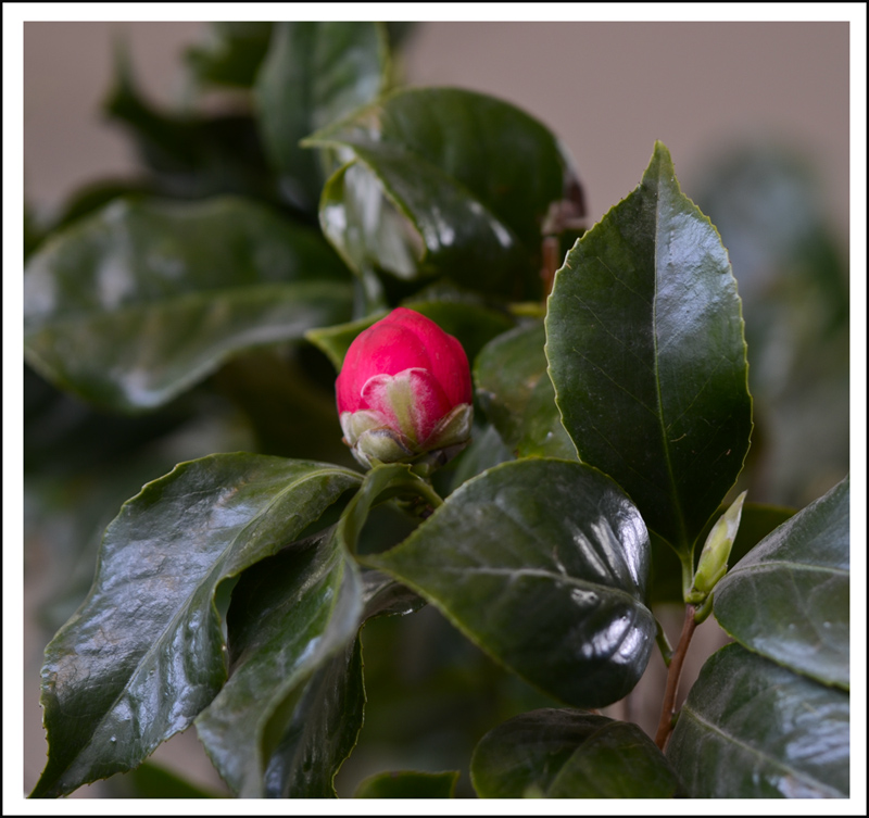 2014��3��20�ղ軨��Ƭ ����01412.jpg